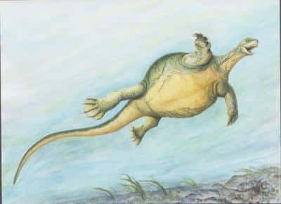 Turtle That Roamed The Earth 228 Million Years Ago Without A Shell Discovered In China