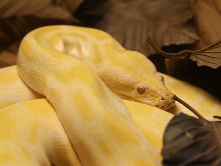 The Burmese Python In The United States