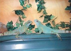 Chinese Water Dragon Care