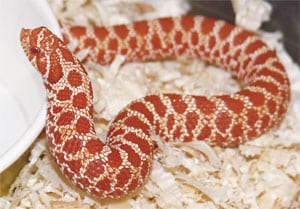 Breeder’s Choice – Hognose Snake