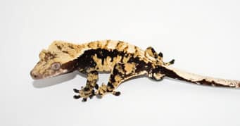 Breeder’s Choice – Calico Crested Gecko