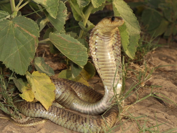 Woman At Kruger National Park Happens Upon Cobra Trying To Eat Monitor Lizard