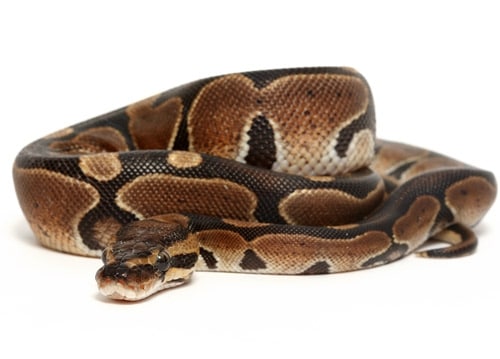 NY Woman Steals Ball Python From Petco, Crashes Into Firehouse During Getaway NY Woman Steals Ball Python From Petco, Crashes Into Firehouse During Getaway