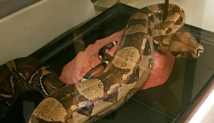 Man Leaves His Pet Boa Constrictor In North Carolina Hotel Room