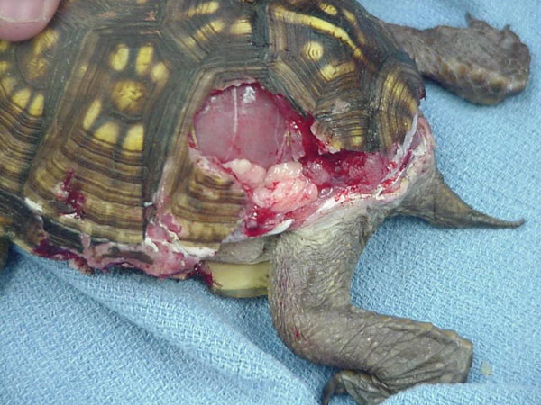 Western box turtle with shell damage