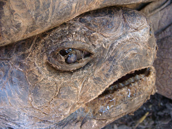 tortoise conjunctivitus