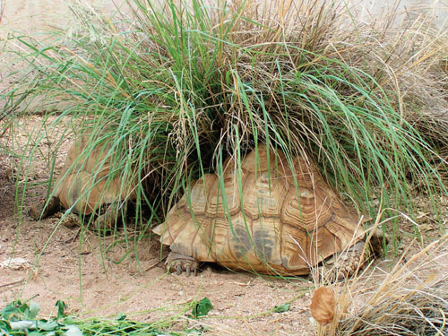 Leopardenschildkröte