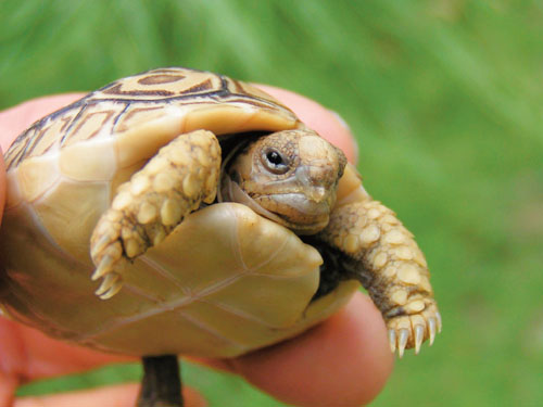 Leopard tortoise