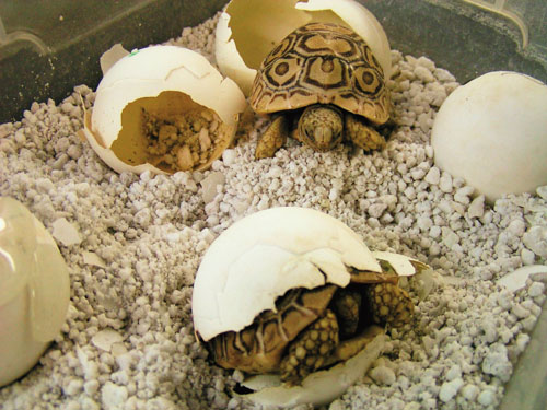Leopard tortoise hatchlings