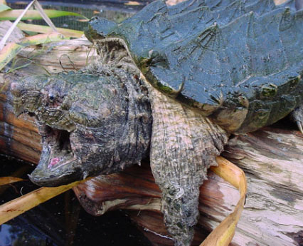 Alligator Snapping Turtle Info
