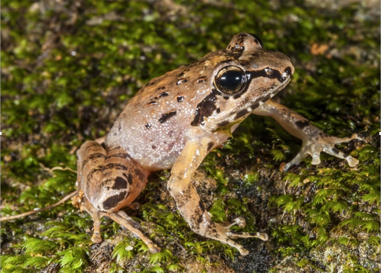 New Frog Species Of The Genus Walkerana Discovered In India’s Western Ghats