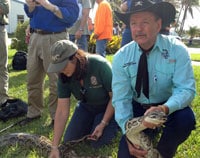 Three Big Male Pythons Captured During Florida's Python Challenge Released Back Into The Everglades