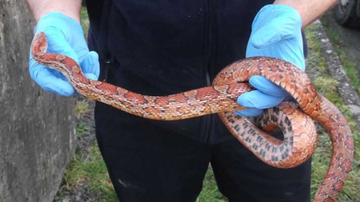 Workers In The UK Discover A Fairly Healthy Looking Corn Snake In Sewer