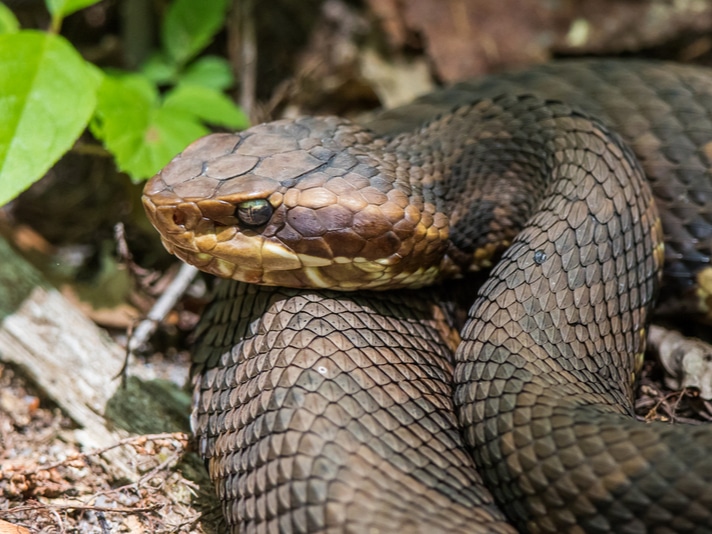 Man Gets Bit By Apparent Venomous Snake, Refuses To Get Treatment And Dies
