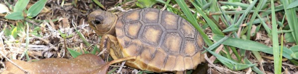 Gopher Tortoise Shutterstock 776604868