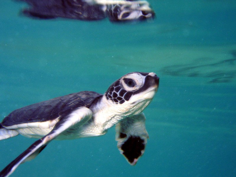 Lawsuit to Be Filed to Protect Green Sea Turtle Habitat