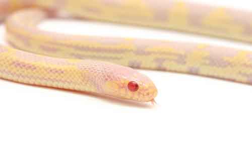 Albino Kingsnakes Gain Foothold in Canary Islands