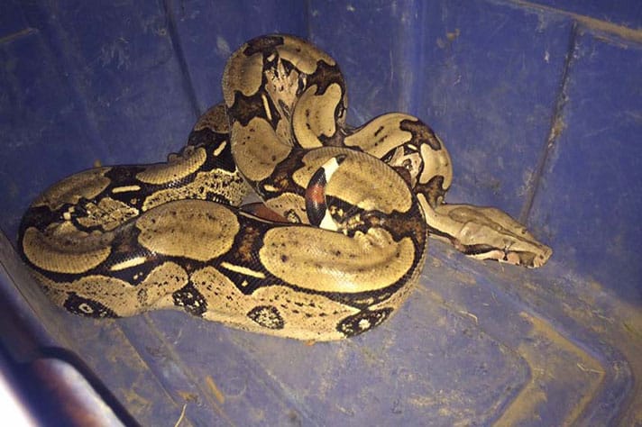 Boa Constrictor Saved By Conservation Officers In Saskatchewan, Canada
