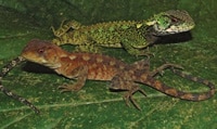 Two Wood Lizard Species Discovered In Peru