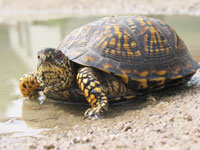 eastern box turtle