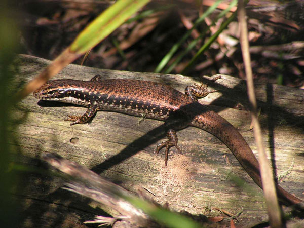 Eastern water skink