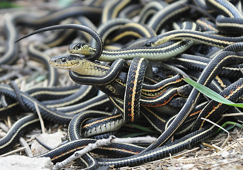 garter snake breeding