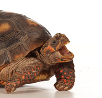 Red footed tortoise