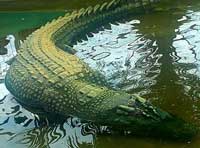 agusan saltwater crocodile