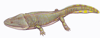 Metoposaurus diagnosticus