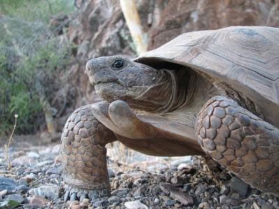 Desert tortoise