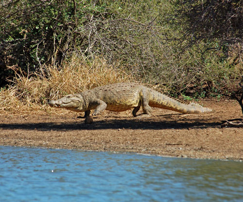 Nile crocodile 