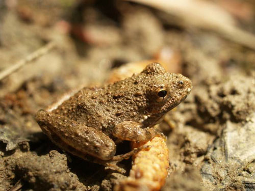 northern cricket frog