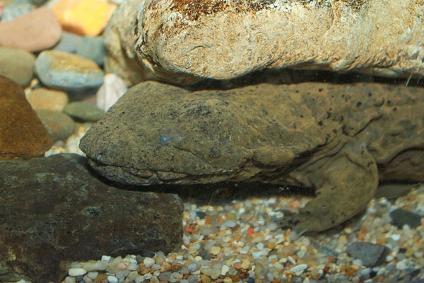 Ozark Hellbender salamander