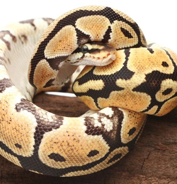 Pastel ball python