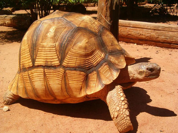 Rescued Ploughshare Tortoises To Kickstart Breeding Program In Europe
