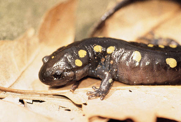 Spotted salamander