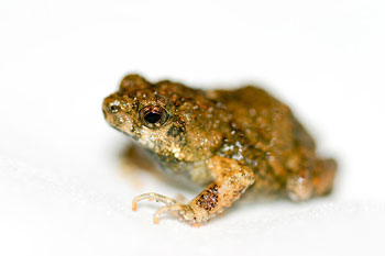 Tungara frog