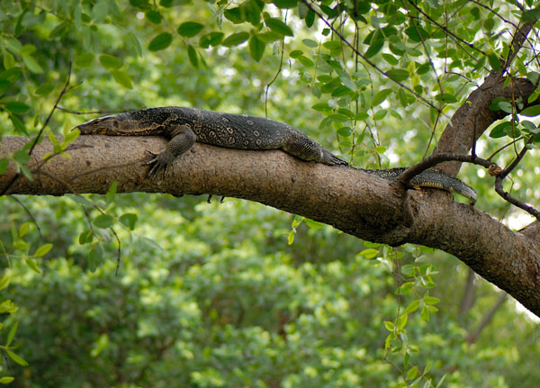 Asian water monitor