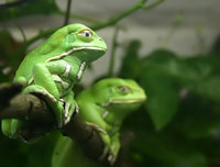 waxy monkey frog (Phyllomedusa sauvagii)