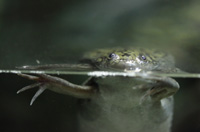 African clawed frog