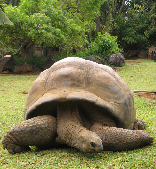 Aldabra tortoises