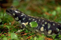 California tiger salamander