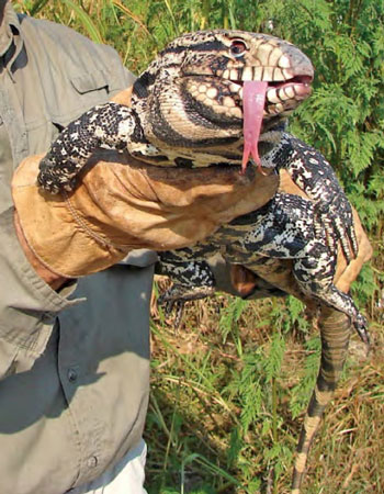 Argentine Tegus