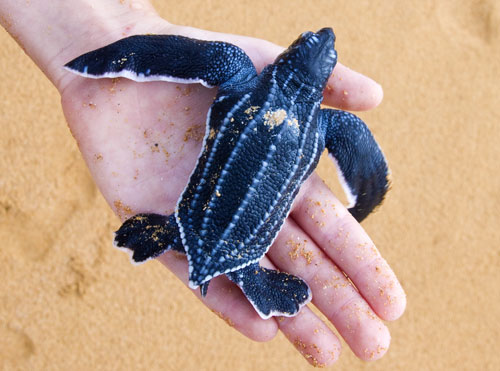 Baby leatherback sea turtle