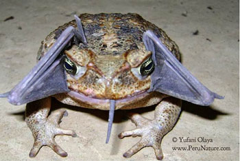 Cane toad tries to eat bat