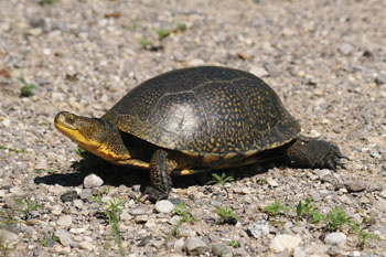 blandings turtle