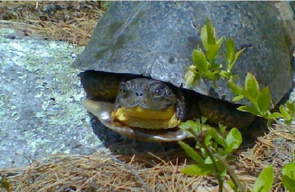 blanding's turtle