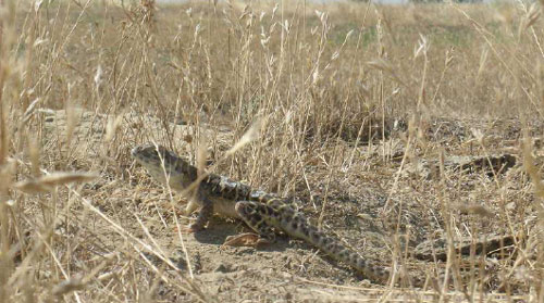 Blunt nosed leopard lizard