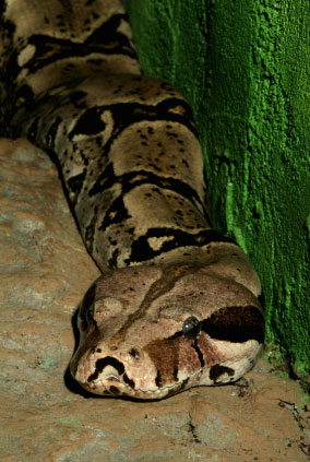 boa constrictor ban in Ohio 