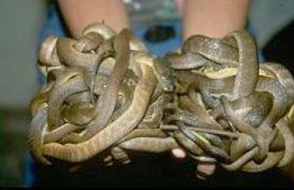 brown tree snakes